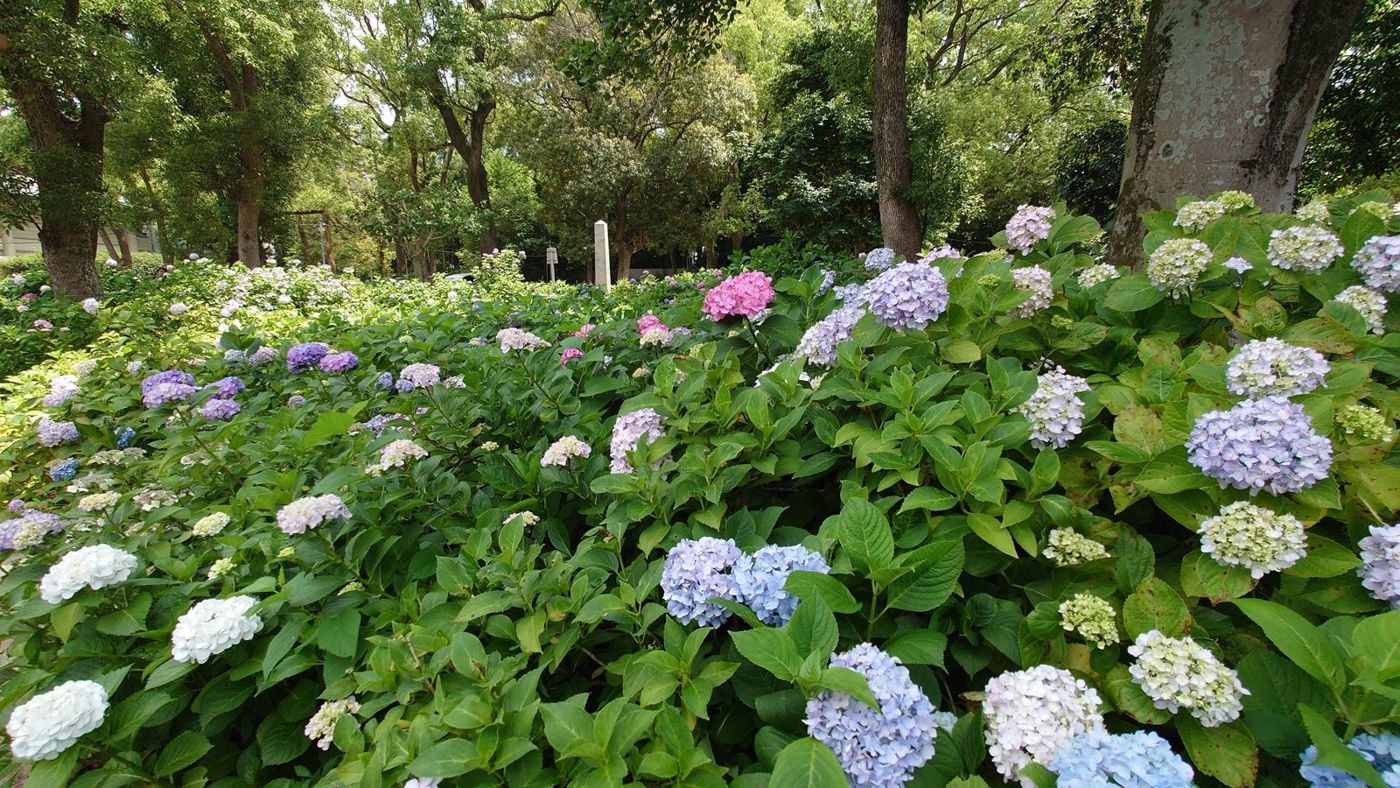 初夏紫陽花