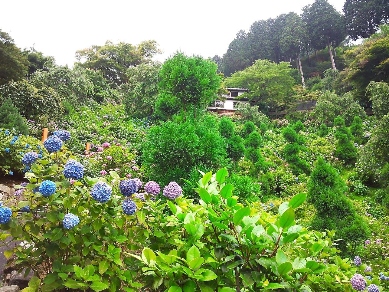 第20番 善峯寺 紫陽花